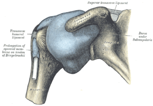 Capsule of shoulder-joint (distended). Anterio...