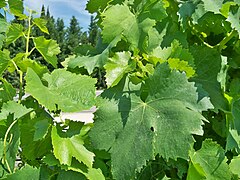 Feuilles du grenache B.