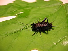 A male fall field cricket, Gryllus pennsylvanicus