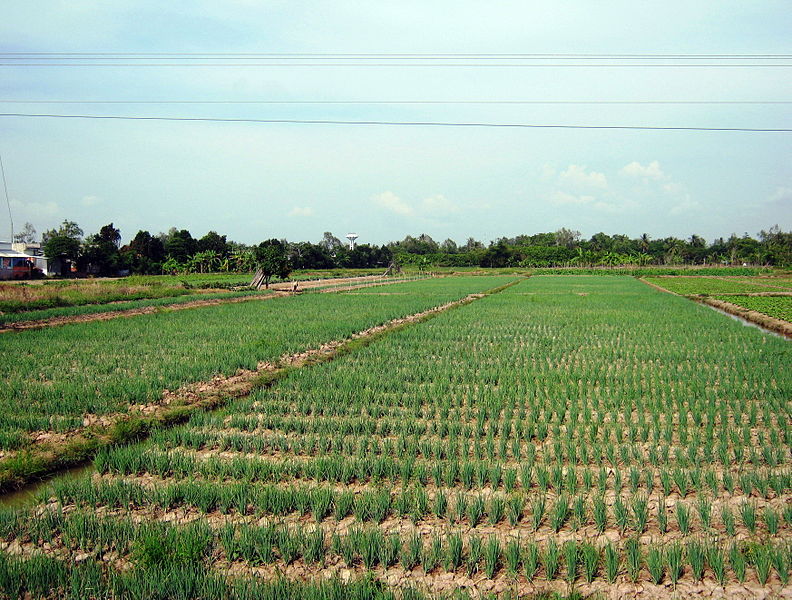 Tập tin:Hành ở Tân Quới.jpg