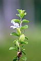 Barleria mysorensis