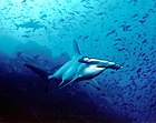 Акула-молот, Кокосовые острова, Коста-Рика.jpg