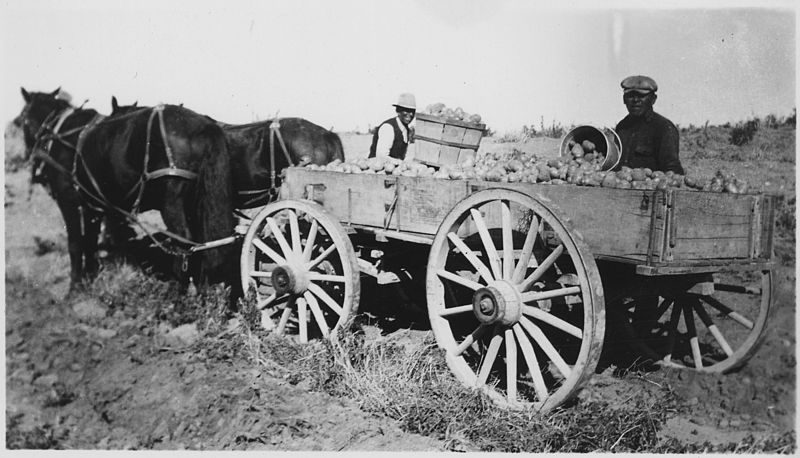 File:Horse drawn wagon loaded with potatoes - NARA - 285660.jpg