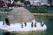 Вольерное содержание пингвина Гумбольдта