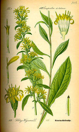 Paprastoji rykštenė (Solidago virgaurea)