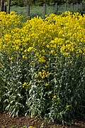 Värimorsinko (Isatis tinctoria)