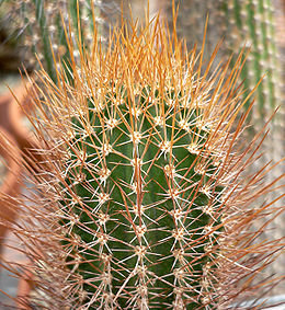 Galapaginis kubilenis (Jasminocereus galapagensis)