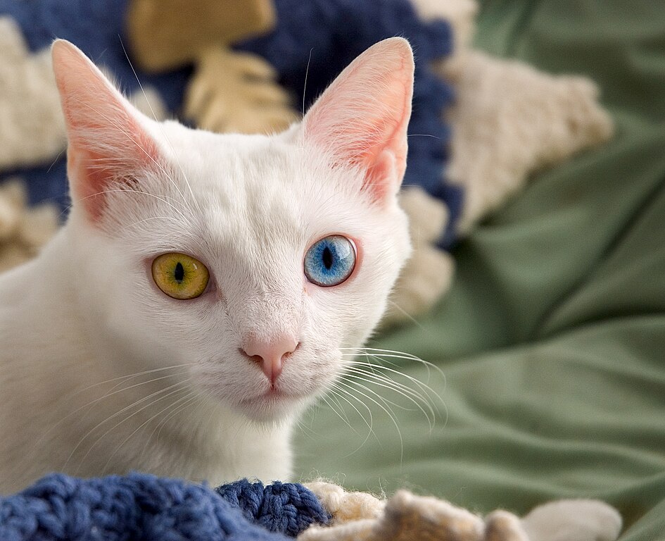 http://upload.wikimedia.org/wikipedia/commons/thumb/a/a3/June_odd-eyed-cat.jpg/945px-June_odd-eyed-cat.jpg