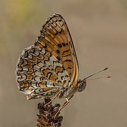 Fritilária-variegada (Melitaea phoebe), borboleta com uma ampla distribuição na Eurásia e África (definição 2 845 × 2 845)