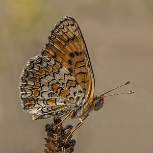 Knapweed fritillary (Melitaea phoebe) butterfly, seen in Bulgaria. Bulgaria declared independence on 5 October 1908. Photo by User:Charlesjsharp.