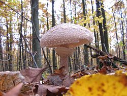 Valge ebašampinjon Leucoagaricus nympharum