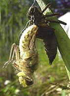 Ecdise e saída do imago da larva.