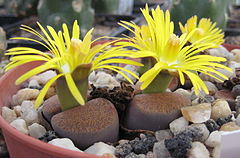 Lithops lesliei