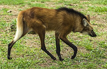 Un loup à crinière, canidé sud-américain. (définition réelle 5 904 × 3 820)