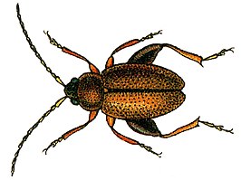 Longitarsus atricillus