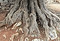 Stamm eines 1600 Jahre alten Olivenbaums (Olea europaea) im Naturreservat Olive-Gardens in Lun]