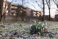 Februar: Frühlingsvorboten im Park Sentmaring.