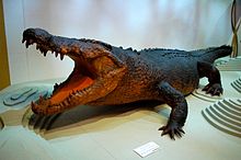 Sweetheart, a saltwater crocodile from Finnis River in northern Australia proposed as Crocodilus pethericki in 1985 MAGNT Sweetheart.JPG