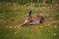 Male Irish hare with radiocollar.jpg