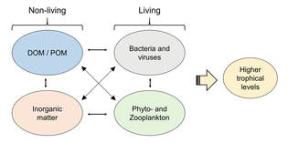 Marine connections between the living and the nonliving.png