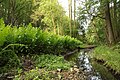 Kapradiny na břehu potoka Mastnice