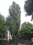 Pyramidenpappel (Populus nigra „Italica“)