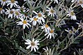 Olearia pannosa