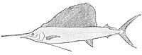 PSM V26 D359 Американската ветроходна риба istiophorus americanus.jpg