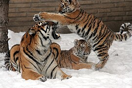 Panthera tigris altaica 31 - Buffalo Zoo.jpg