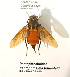 Pantophthalma frauenfeldi - Museum fur Naturkunde, Berlin - DSC00172.JPG