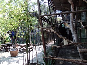 Calaus, Pata Zoo