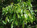 フタバガキ科の Hopea ponga の葉