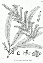 Miniatura para Phyllanthus