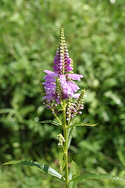 Tähkäkellopeippi (Physostegia virginiana)