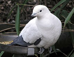 Pied.imperial.pigeon.arp.jpg