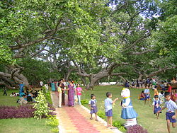 The biggest banayan tree (Peerlamarri or Pillalamarri), symbol of the district