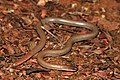 Pink-tailed Worm-lizard