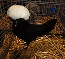 Poule Hollandaise naine noir à huppe blanche