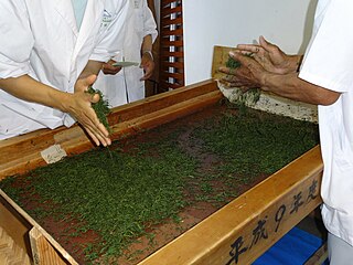 Hand rolling gren tea after it has been steamed