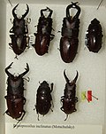 Miniatura para Prosopocoilus inclinatus