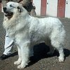 Pyrenean Mountain Sheepdog