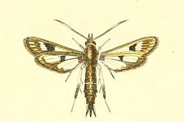 Pyropteron umbrifera