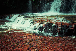 Jasper's Creek