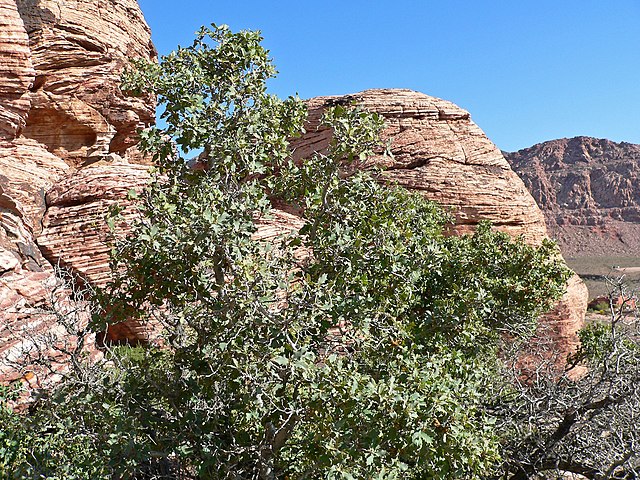 Description de l'image Quercus turbinella 3.jpg.