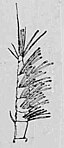 Fig. 6 — Flagellum da forma mais rara de macho de Tanais dubius (!) Kr. X 90.