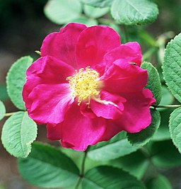 Rosa 'Portlandrose''Portland Rose'