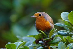 Sarkanrīklīte (Erithacus rubecula)