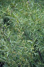 Miniatura para Salix geyeriana