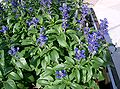 Salvia farinacea4.jpg