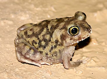 Scaphiopus couchii